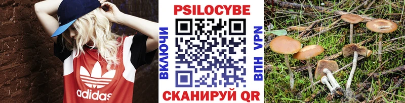 где купить наркоту Новосиль Галлюциногенные грибы GOLDEN TEACHER